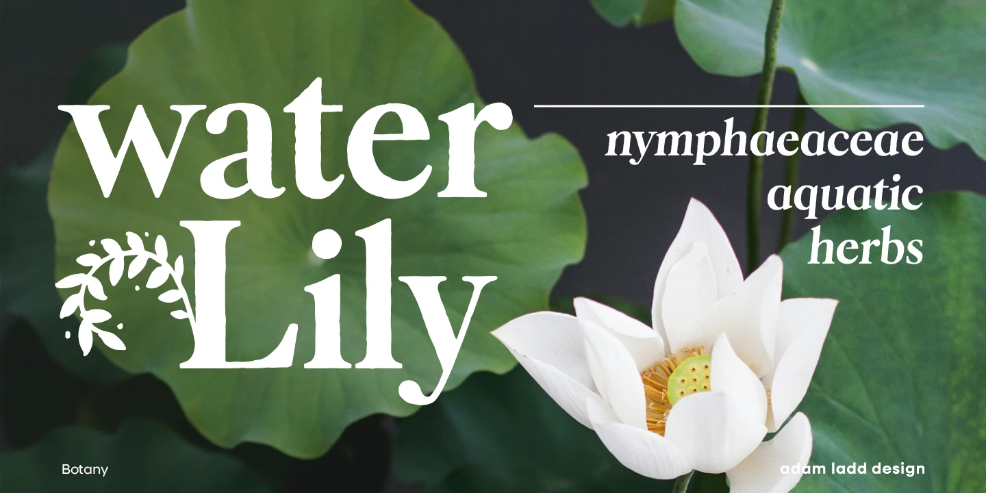 Botany font by Adam Ladd Design — the words “water Lily” with a leafy sprig icon, and “nymphaeaceae aquatic herbs” in upright serif letters, over a background of green lily pads and a white water lily.