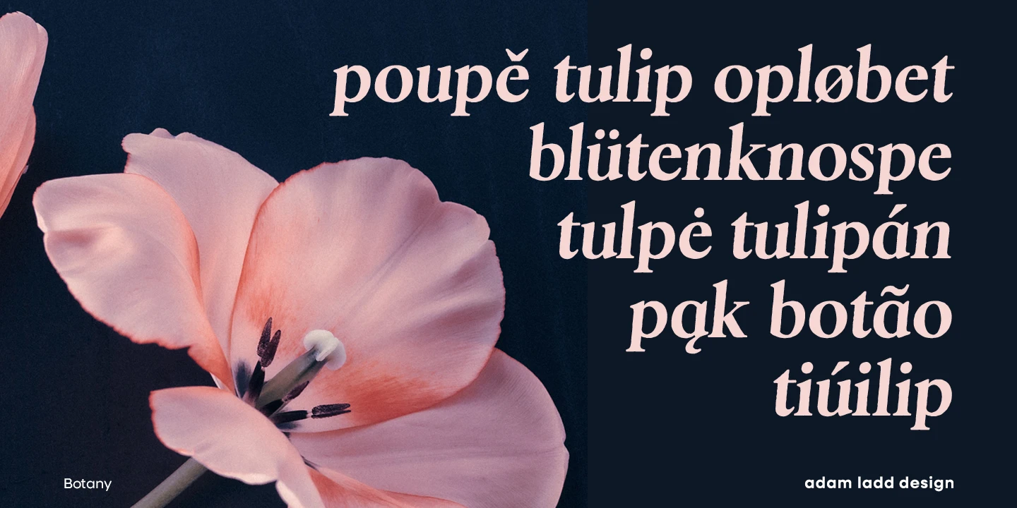 Botany font by Adam Ladd Design — a close-up of a pink tulip with a dark background, and to the right, several lines of text in a light pink serif font, including the words “poupě tulip” and “blütenknospe”