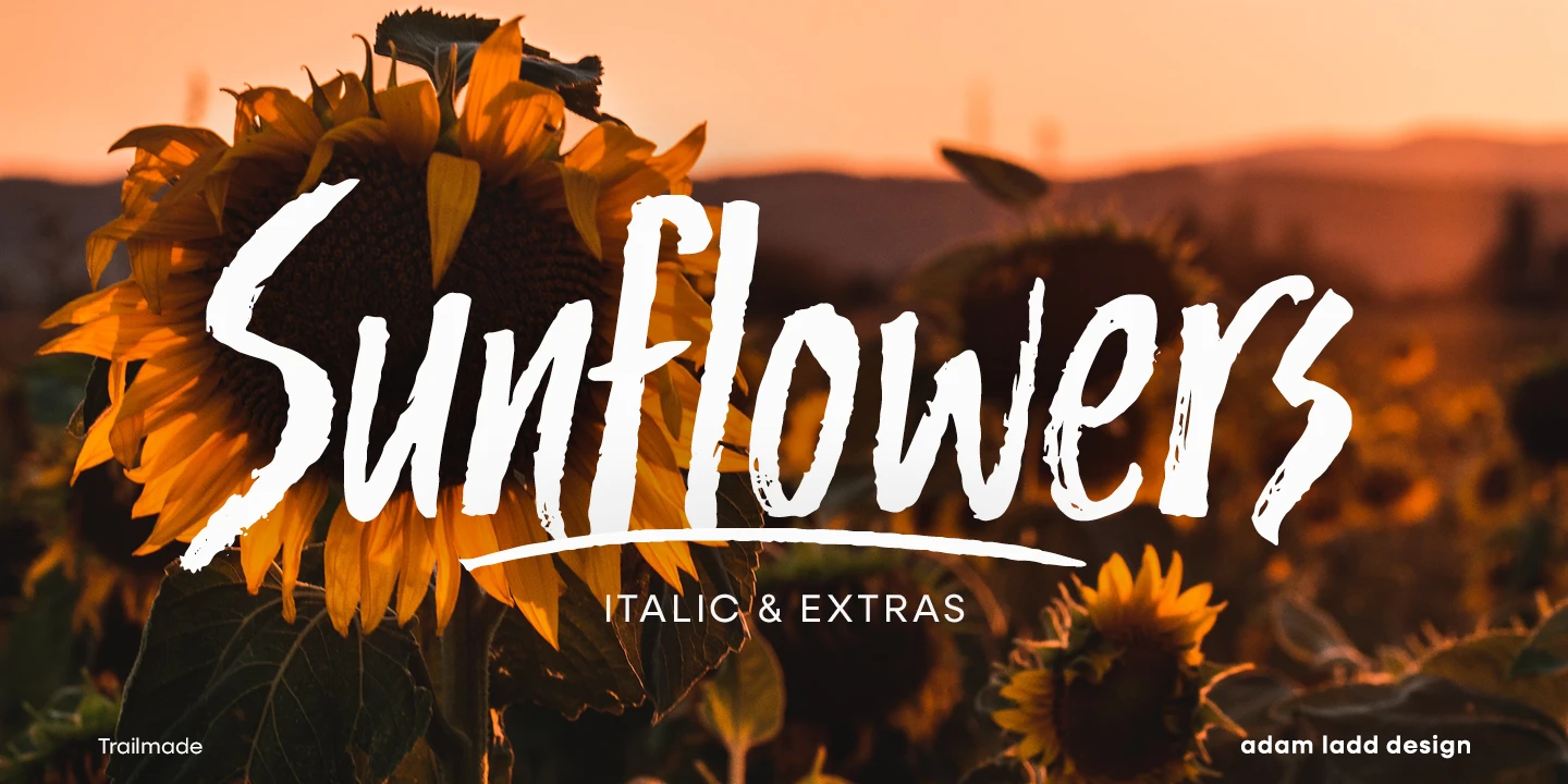 Trailmade font by Adam Ladd Design — the word “Sunflowers” in a white brush script, underlined by a white stroke, with the words “ITALIC & EXTRAS” below it, all against a background of sunflowers at sunset