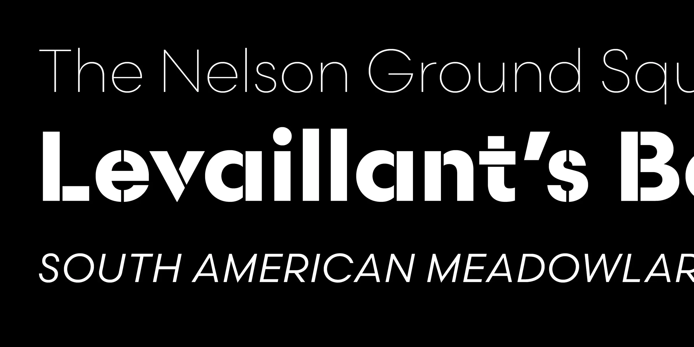 Scandia font by Process Type Foundry — the words “The Nelson Ground Squ” in a thin sans-serif, “Levaillant’s Bo” in a bold stencil sans-serif, and “SOUTH AMERICAN MEADOWLAR” in an italic sans-serif.